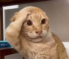 An orange tabby cat with folded ears raises its paw to its head in a saluting gesture, staring directly at the camera.