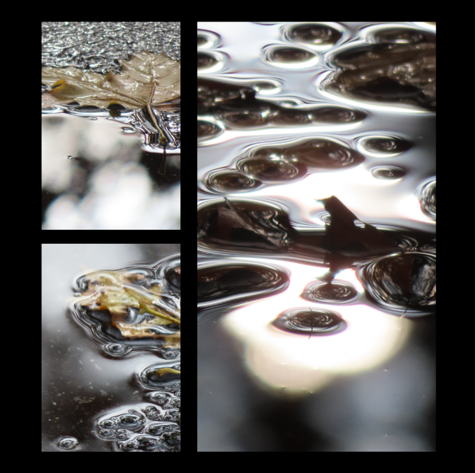 A triptych of close-up photographs showing leaves floating in water, with bubbles and reflections creating abstract patterns on the surface.
