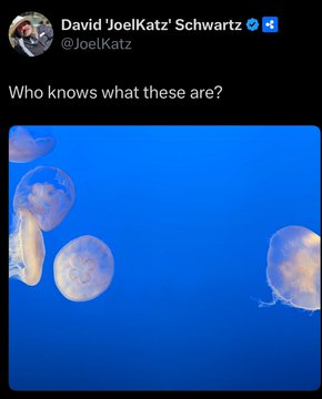 A tweet from David 'JoelKatz' Schwartz (@JoelKatz) reads "Who knows what these are?" alongside a photo of several jellyfish floating in bright blue water, accompanied by the $XRP ticker tag.