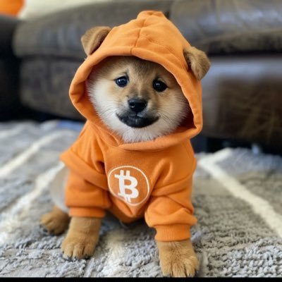An adorable Shiba Inu puppy wearing an orange hoodie featuring the Bitcoin (₿) logo sits on a carpet.