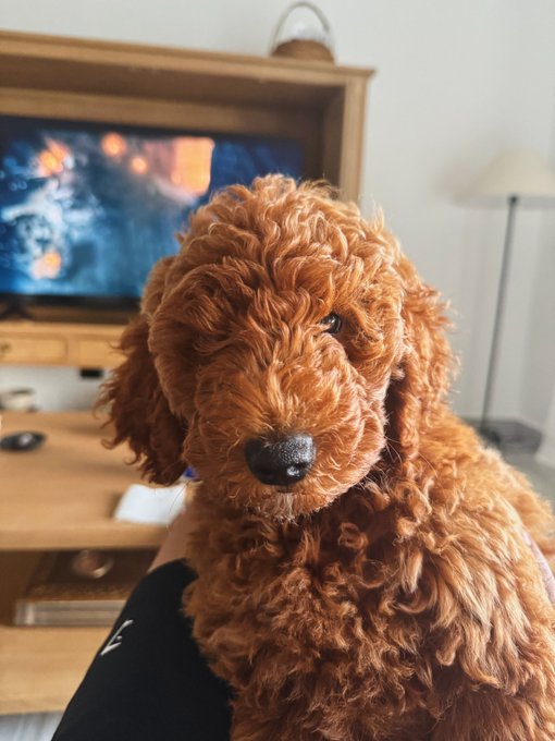 A close-up photograph of a curly-haired reddish-brown Goldendoodle puppy being held indoors, with a television and lamp visible in the blurred background.