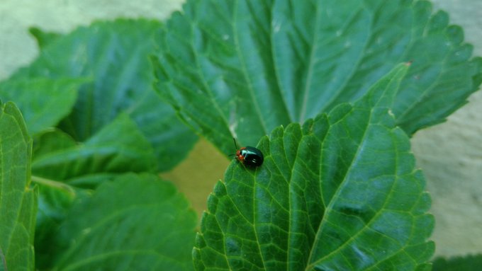 A close-up photograph of a small black and red beetle crawling on a serrated green leaf, with more foliage visible in the background.