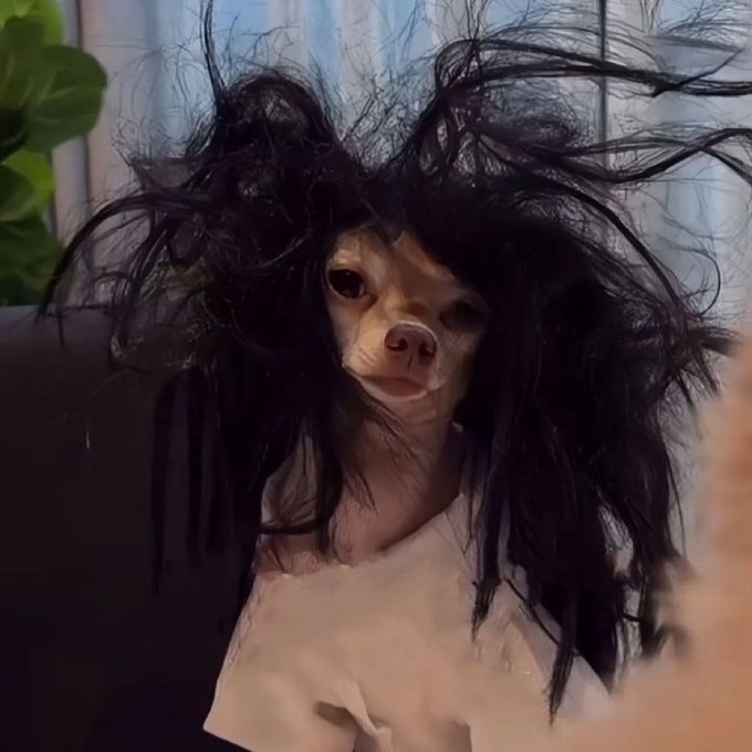 A small dog with a tan face peers out from beneath a messy black wig, sitting on a dark couch with a green plant in the background.