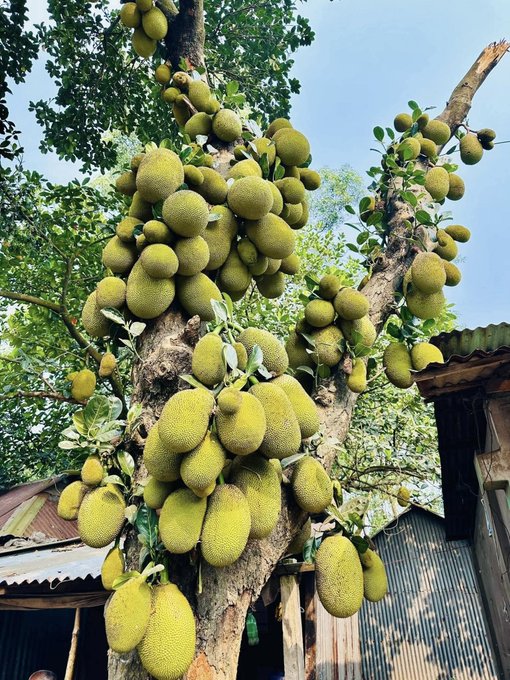The image features a large tree with many bunches of green fruit hanging from its branches, including several jackfruits. The fruits are ripe and ready for picking. The scene takes place outdoors under a blue sky, creating a vibrant and lively atmosphere. The photo is taken from an angle that highlights the abundance of fruit on the tree, making it appear as if there's a huge amount of fruit available to be picked.