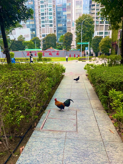 A rooster and a black bird walking on a paved pathway lined with green hedges, with high-rise apartment buildings and a partially visible sign reading 'EMPORIUM ESTABLISHED SINCE...' in the background.