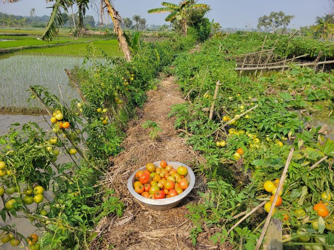 A vibrant garden scene with tomato plants bearing ripe red and green fruit, a metal bowl filled with harvested tomatoes sitting on a straw-covered path, and a flooded rice paddy visible in the background.