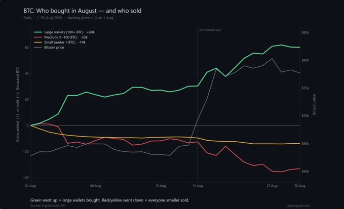 The chart titled "BTC: Who bought in August — and who sold" tracks daily Bitcoin wallet activity from August 1-30, 2026, showing large wallets (100+ BTC) accumulated +60k BTC (green line) while medium (-33k, red) and small (-14k, yellow) wallets sold, illustrating the divergence highlighted in the post where institutional-sized holders bought as smaller retail investors sold.