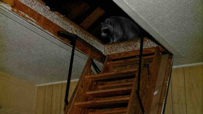 A black bear perches atop a wooden attic staircase, peering down from the rafters as if ready to descend. The bear's imposing presence humorously embodies the chaotic "rescue" referenced in the caption about Jimothy saving @Pumpfun.