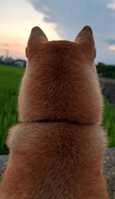 A Shiba Inu sits in a grassy field at sunset, viewed from behind, showcasing its fluffy reddish-brown coat and pointed ears. The image humorously highlights the back of the dog's head, playing on the caption's tongue-in-cheek reference to high demand for this specific anatomical region.