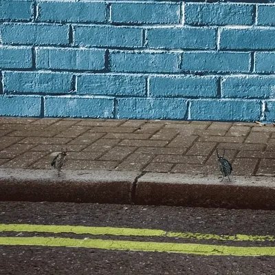 Two pigeons stand on a sidewalk next to a curb painted with double yellow lines, in front of a turquoise brick wall.