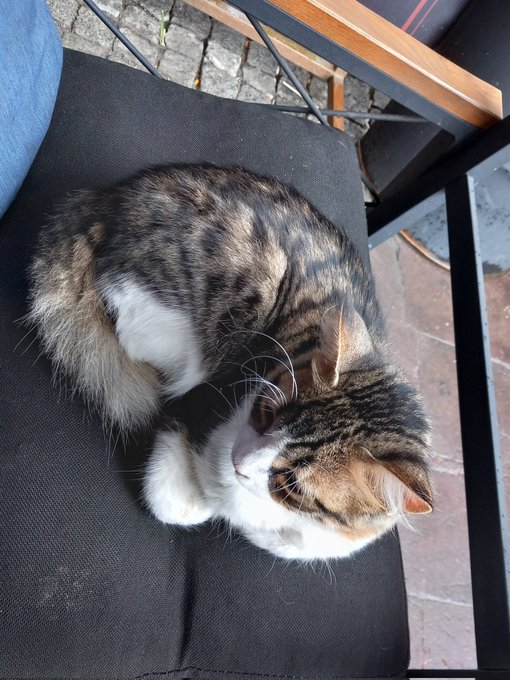 A tabby cat with white markings grooms itself while curled up on a black outdoor chair on a patio.