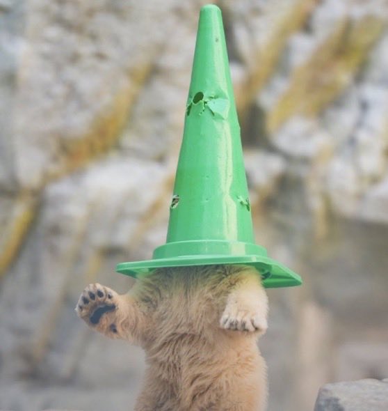 A groundhog or marmot stands on its hind legs with a green traffic cone covering its head, against a rocky background.