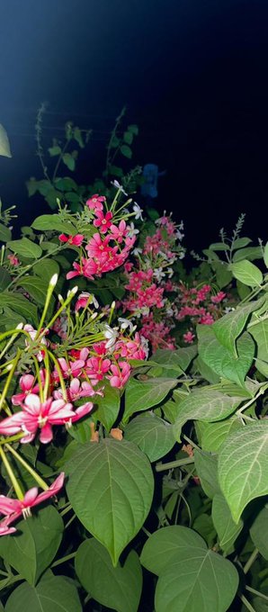 The image features a close-up view of pink flowers with green leaves surrounding them. The background appears dark, which contrasts with the vibrant colors of the flowers. The focus of the image seems to be on the beauty of nature rather than discussing cryptocurrency or financial matters.