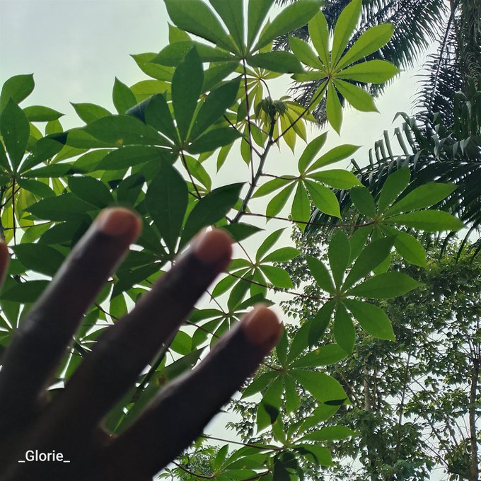 A hand reaches up toward the canopy of green leaves, with a palm tree and bright sky visible in the background; the image is signed '_Glorie_' in the corner.