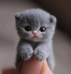 A close-up photograph of a tiny gray kitten with large eyes, sitting and resting on a person's fingertip.