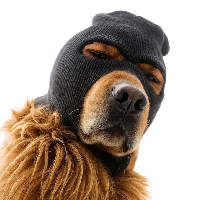 A close-up portrait of a brown and black dog wearing a black knit balaclava that covers the top of its head, with eye and mouth holes exposing its eyes, nose, and mouth.
