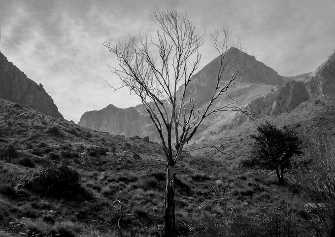 A stark black-and-white photograph captures a lone, leafless tree standing in a rugged mountain valley beneath a softly clouded sky, evoking a quiet, melancholic mood. The monochrome aesthetic and solitary composition align well with the post's invitation to share minimalist "QT" (quote-tweet) monochrome art.