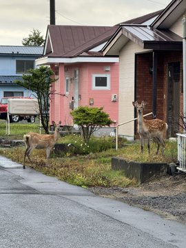 Two spotted deer graze near a pink house along a quiet roadside, appearing unbothered as they wander close to the residential area. The peaceful, early-morning scene of wildlife in a Japanese neighborhood reflects the post's friendly greeting of "おはようございます" (good morning) from the author visiting a neighbor's home in Shiraoi.