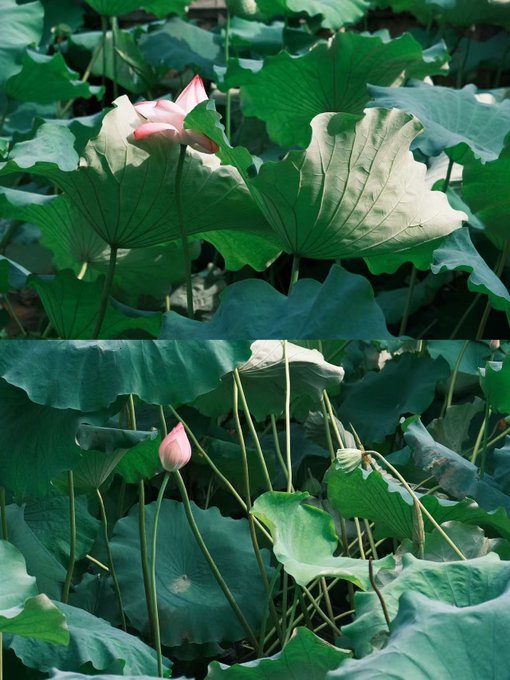 Two photographs of lotus plants showing large green leaves and pink lotus flowers, one bud just beginning to open and another in fuller bloom.