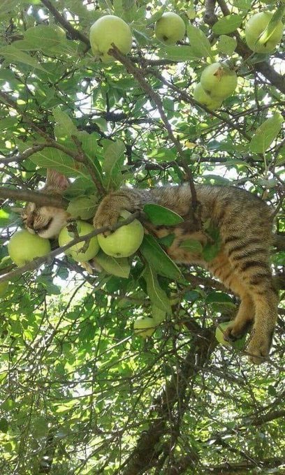 A tabby cat with a white chest relaxing on a tree branch surrounded by green apples and foliage.