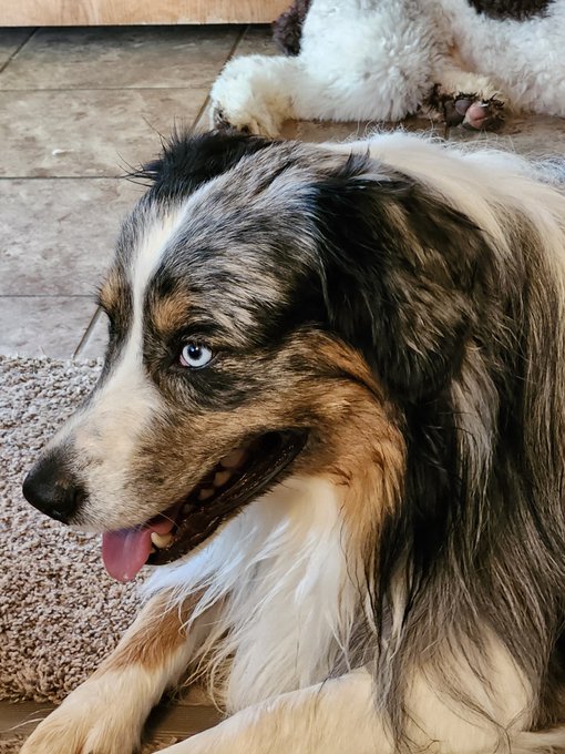 A close-up portrait of a brown, black, and white merle Australian Shepherd dog with striking blue eyes, lying on a carpet with its tongue out, while another fluffy dog rests in the background.