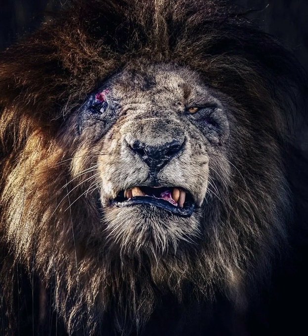 Close-up portrait of a lion with a scarred face and a snarling expression, showing its teeth.