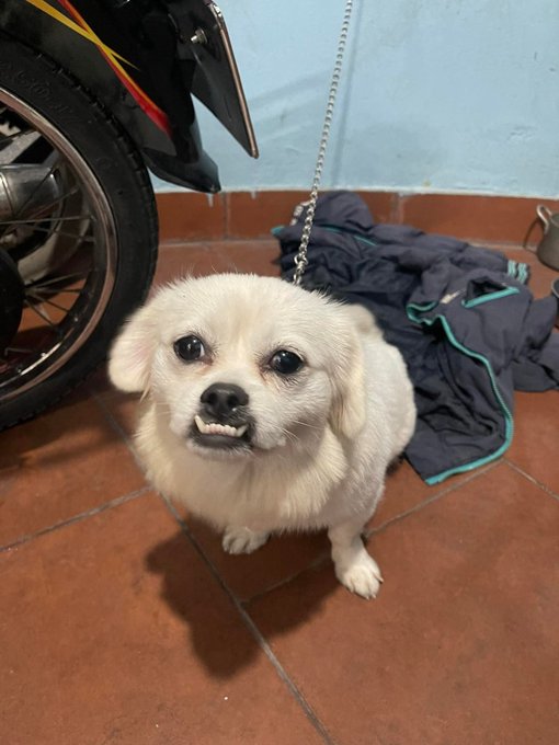 A small white fluffy dog stands on a terracotta tiled floor next to a motorcycle, showing its teeth in what looks like a grumpy or smiling expression.