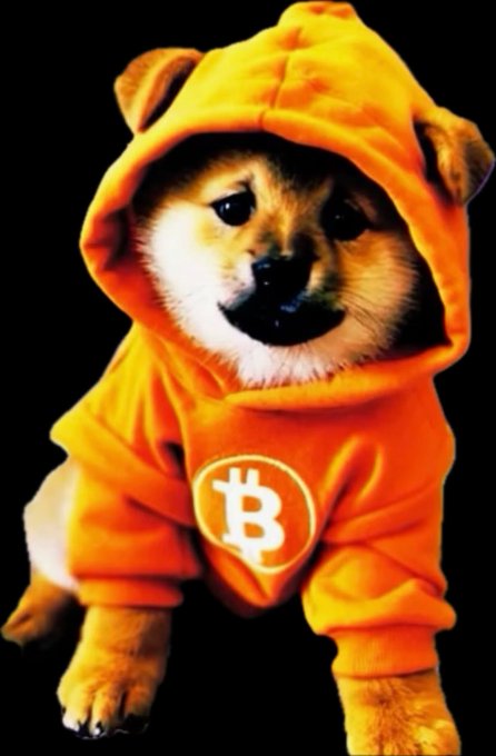 A Shiba Inu dog wears an orange hoodie featuring the Bitcoin 'B' logo on the chest, set against a black background.