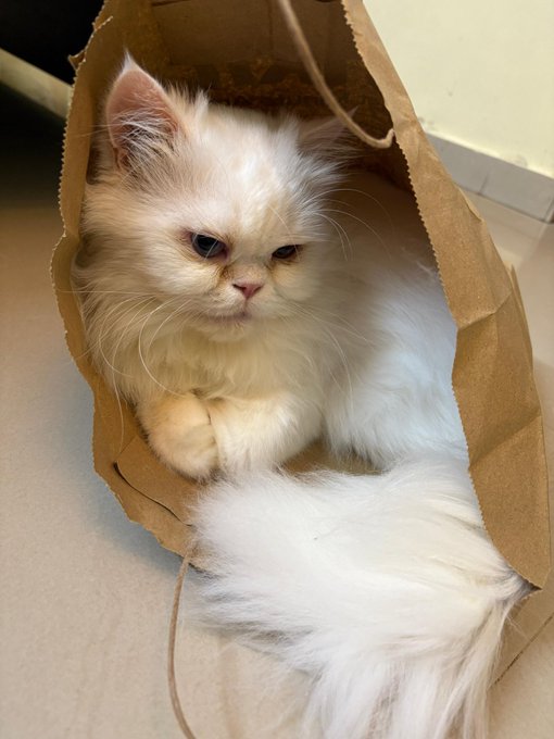 A fluffy cream-colored cat with striking blue eyes rests inside a brown paper bag on a tiled floor.
