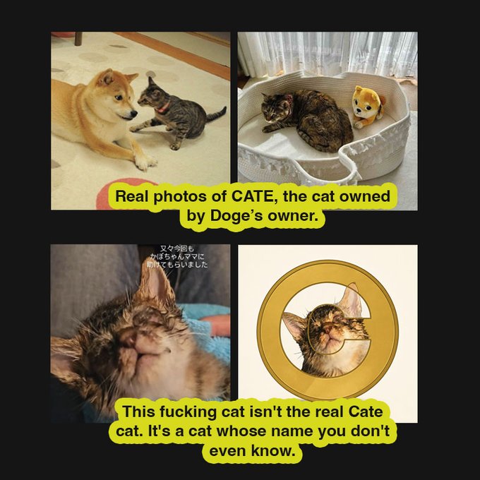 Meme collage showing real photos of Kabosu (Doge) and her cat CATE, with text claiming 'This fucking cat isn't the real Cate cat. It's a cat whose name you don't even know.'