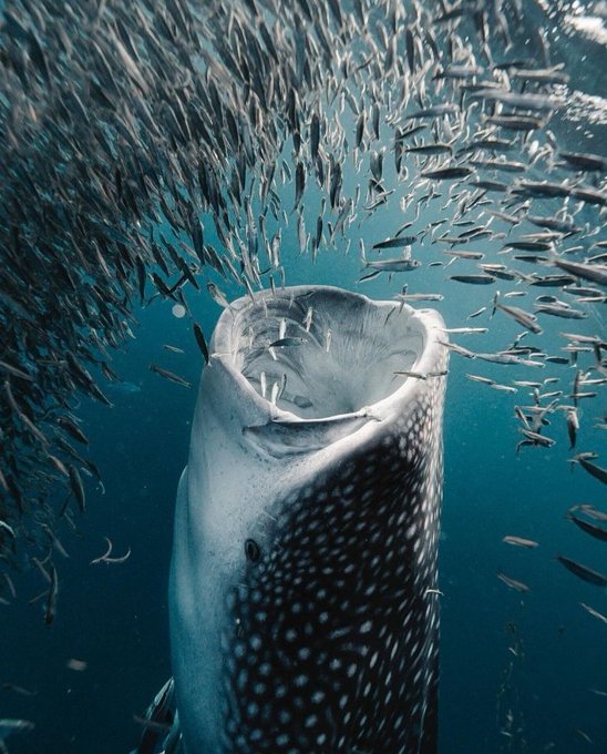A whale shark with its mouth wide open feeds on a dense school of small fish, illustrating a feeding frenzy in the ocean. The image's theme of abundant nourishment parallels the post's "$LINK" ticker, suggesting a bountiful opportunity or "feeding" on growth.