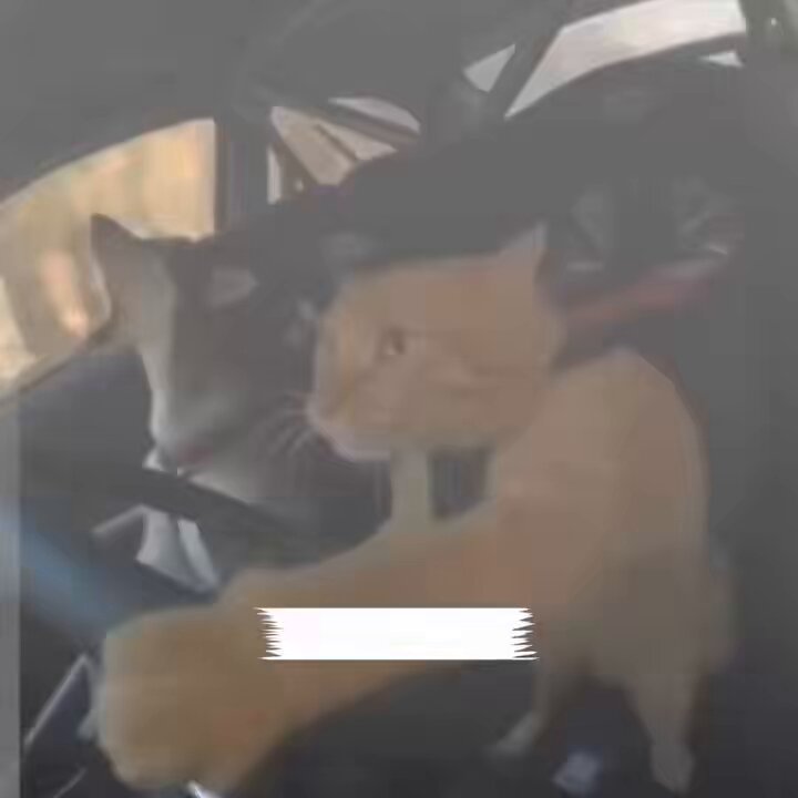 The image shows a cat sitting inside a car, with its paw extended out of the window as if trying to catch something or simply enjoying the breeze. The caption for the image reads "gQuack! Happy Thursday Quackers! This is me in the quacking race Are u still quack quack everyday? When will the results be announced and who will be selected to participate in the new campaigns?".