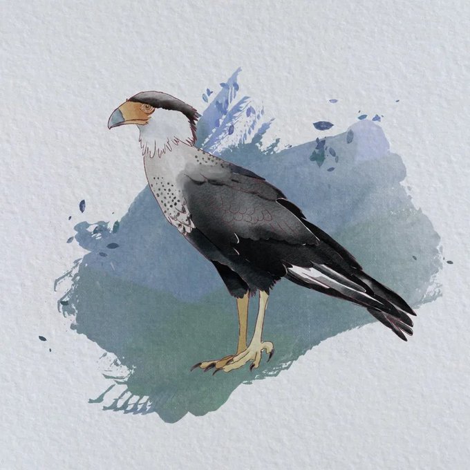 A watercolor-style digital illustration of a crested caracara bird with a yellow beak and legs, set against an abstract blue-green painted background.