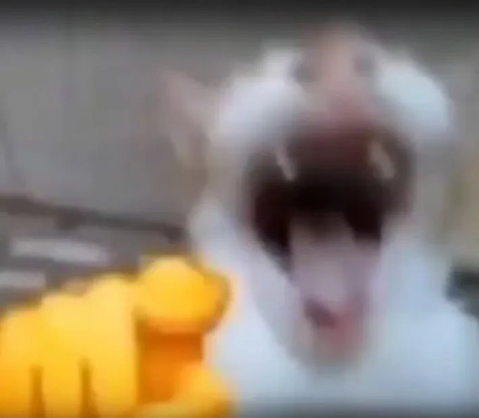 A blurry, low-resolution image of a small white dog with its mouth wide open in an apparent scream or yawn, with a yellow stuffed toy partially shown in the foreground.