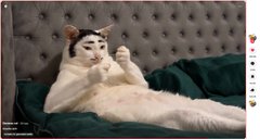 A calico cat lying on its back on a dark green blanket against a tufted headboard, holding its paws up near its face in a relaxed pose.