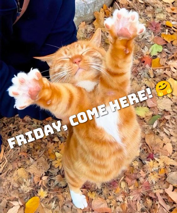 An adorable orange tabby kitten lying on its back on autumn leaves with paws raised, overlaid with the text 'FRIDAY, COME HERE!' and a smiling emoji.