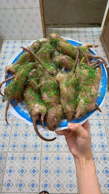 A hand holds a blue and white patterned plate piled with whole cooked rats garnished with green dill, set against a tiled floor background.