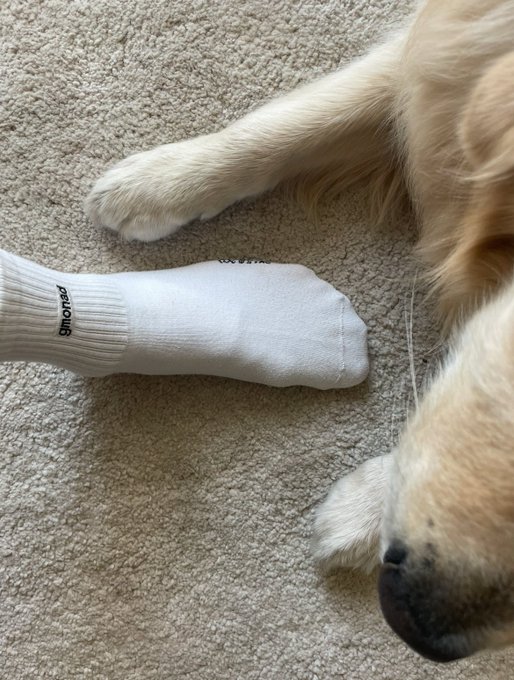 The image features a dog lying down next to a person's foot, with both of them resting comfortably on a beige carpeted floor. The photo captures this moment from an overhead perspective, allowing for a clear view of the dog's paws and the person's sock. In the background, there is text that reads "Gmonad $MON holding 0.02 nicely. SEND IT HIGHER." This message seems to be related to the image or the post it appears in, but without more context, we cannot determine its exact meaning.