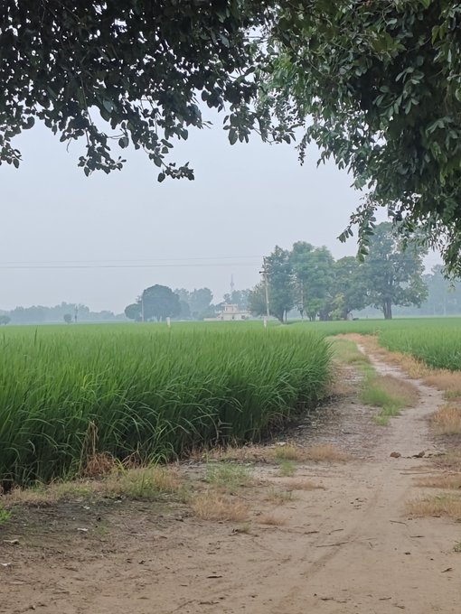 Rural landscape photograph showing a dirt path beside lush green rice paddy fields, framed by overhanging tree branches in the foreground, with distant buildings visible under a hazy sky.