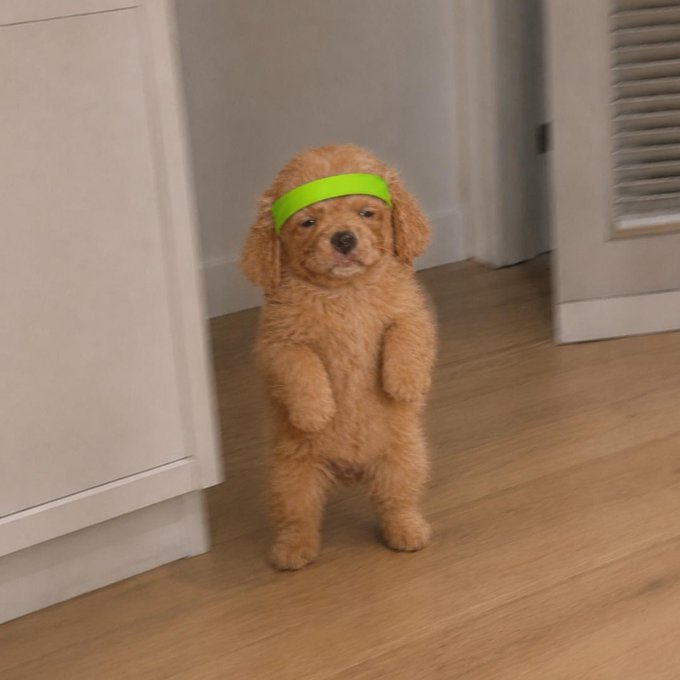 An adorable apricot poodle stands on its hind legs on a wooden floor, wearing a neon green headband, looking like a determined athlete ready to "run" toward the all-time high. The image humorously embodies the post's enthusiasm, with the pup in full workout gear channeling the same energy as going after that $ROBIN ATH.