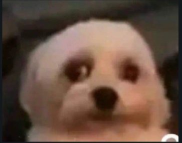 A close-up, slightly blurry image of a small white fluffy dog's face looking off to the side.