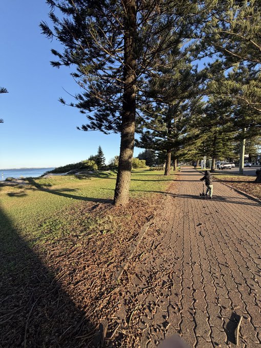 A coastal pathway lined with Norfolk pine trees, fallen leaves, and brick paving, with a person riding a scooter in the distance beside the ocean under a clear blue sky.