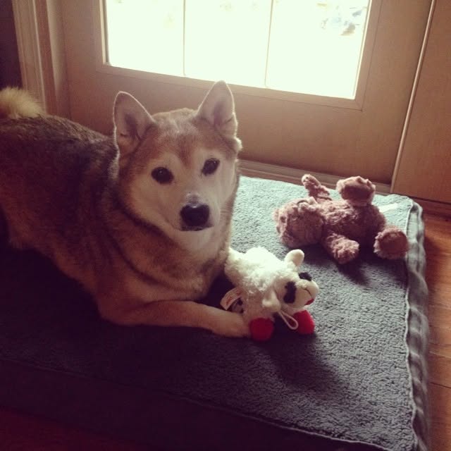 The image features a dog lying down on its bed with two stuffed animals, including a white sheepdog toy and a brown teddy bear. The dog appears to be resting comfortably, surrounded by these toys. The photo also includes text that reads "Last month was the 5 year anniversary of our family dog Shiba' s passing. She lived 17 years, living a lavish lifestyle while loved by my parents, the 5 siblings, and all the kids of the siblings".