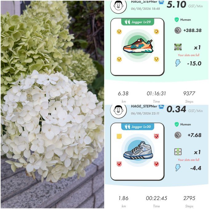 A composite image featuring white hydrangea flowers on a left half, alongside two STEP'N app screenshots showing sneakers earning +388.38 GST (Jogger Lv29) and +7.68 GST (Jogger Lv30).