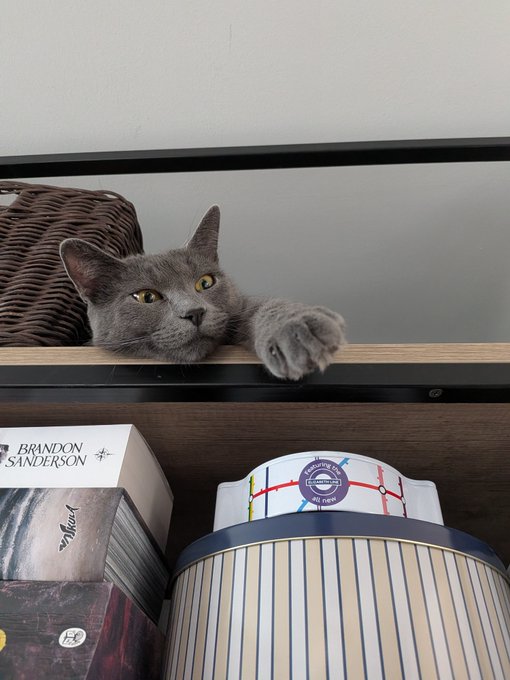 A gray cat lying on a shelf with its paw hanging down, with a wicker basket and storage boxes including a "BRANDON SANDERSON" book and a striped container visible below.