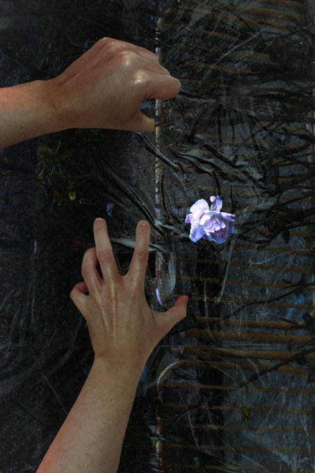Two hands with glossy finish reach toward a purple flower against a dark, scratched, and painted background, creating an artistic, mixed-media composition.