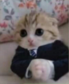 An adorable kitten in a hoodie looks up at the camera with big eyes, perfectly matching the friendly "gm gm!" greeting for a cheerful morning vibe.