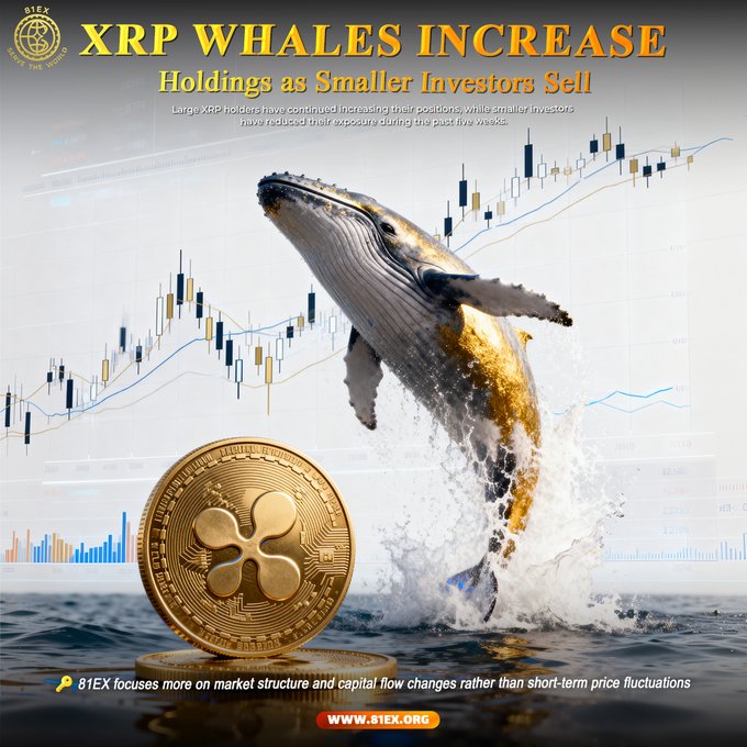 An illustrated promotional graphic shows a breaching whale behind a glowing XRP coin rising from the water, set against a green-and-blue candlestick chart, with the headline **"XRP WHALES INCREASE Holdings as Smaller Investors Sell"** and a subheading noting large XRP holders have expanded their positions while smaller investors have reduced their exposure over the past five weeks. The image directly visualizes the post's narrative of wealth consolidation, using the whale (a market symbol for large holders) and the prominent XRP coin to emphasize the capital flow shift toward big wallets.