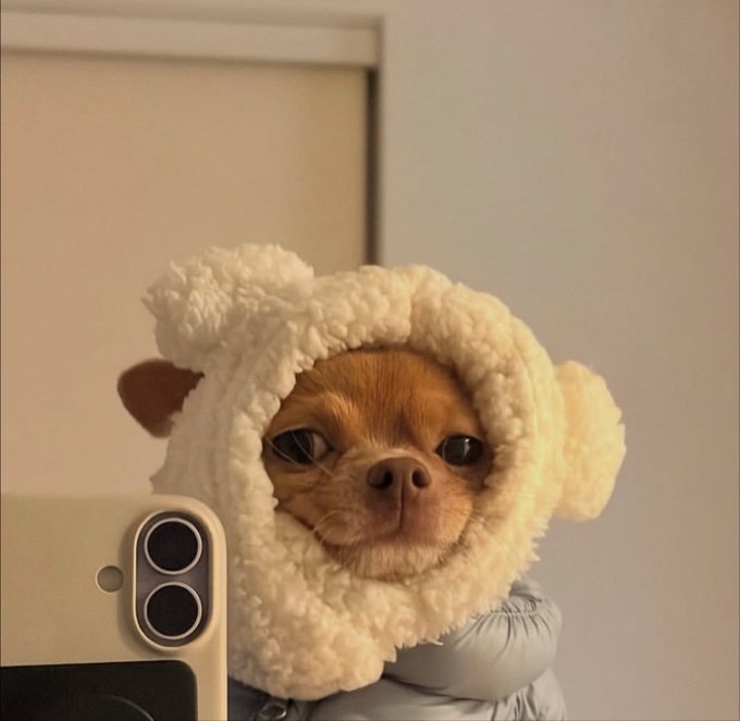 A close-up photograph of a small, brown Chihuahua dog wearing a fluffy white hooded outfit, looking at the camera next to a smartphone with a vertical dual-camera setup.
