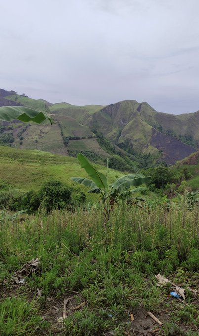 A landscape view of rolling green mountains with a small banana plant in the foreground, set under a cloudy sky with wild grasses.